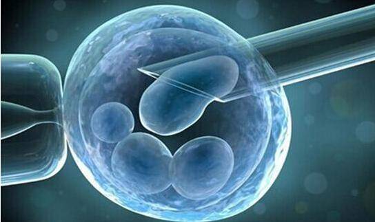 冷冻胚胎、新鲜胚胎和囊胚的区别：哪种胚胎