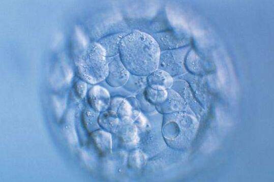 冷冻胚胎、新鲜胚胎和囊胚的区别 哪种胚胎移植的成功率最高