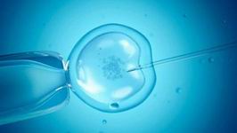 如何植入小型试管婴儿胚胎 导致卵泡发育不良的因素有哪些？哪些食物可以提高鸡蛋质量？